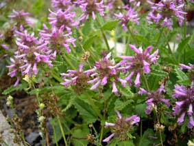 Stachys officinalis